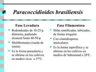 Paracoccidioides brasiliensis 
Fase Levadura 
 Redondeadas de 10-25 m 
diámetro, pudiendo 
alcanzar hasta 40-50 m 
 Multibrotantes (rueda de 
timón) 
 Es la forma parasitaria y 
se obtiene en los cultivos 
en medios ricos a 37ºC. 
Fase Filamentosa 
 Hifas ramificadas, tabicadas, 
de forma irregular. 
 Con clamidosporos 
intercalares. 
 Es la forma saprofítica y se 
obtiene en los cultivos en 
medios de Sabouraud a 28ºC. 
 