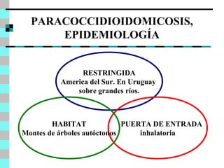 PARACOCCIDIOIDOMICOSIS, 
EPIDEMIOLOGÍA 
RESTRINGIDA 
America del Sur. En Uruguay 
sobre grandes ríos. 
PUERTA DE ENTRADA 
inhalatoria 
HABITAT 
Montes de árboles autóctonos 
 