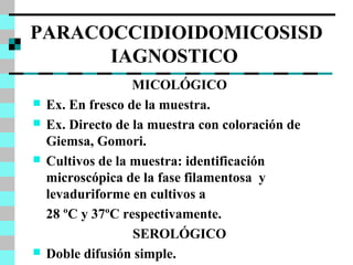 PARACOCCIDIOIDOMICOSISD 
IAGNOSTICO 
MICOLÓGICO 
 Ex. En fresco de la muestra. 
 Ex. Directo de la muestra con coloración de 
Giemsa, Gomori. 
 Cultivos de la muestra: identificación 
microscópica de la fase filamentosa y 
levaduriforme en cultivos a 
28 ºC y 37ºC respectivamente. 
SEROLÓGICO 
 Doble difusión simple. 
 