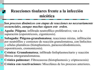 Reacciones tisulares frente a la infección 
micótica 
Son procesos dinámicos con etapas de reacciones no necesariamente 
secuenciales, aunque muchas siguen este orden. 
 Aguda: Piógena; infiltrado neutrofílico proliferativo; van a la 
supuración (esporotricosis, cigomicosis). 
 Subaguda: Piógena-granulomatosa; reacciones mixtas, infiltración 
por neutrófilos y comienzo de reacción granulomatosa, con linfocitos 
y células plamáticas (histoplasmosis, paracoccidiodomicosis, 
esporotricosis, cromomicosis). 
 Crónica: Granulomatosa; infiltrado linfoplasmocitario y reacción 
fibrosa intergaranulomatosa. 
 Crónica pulmonar: Fibrocaseosa (histoplasmosis y criptococosis) 
 Crónica con reactivaciones: Miscelánea de los procesos anteriores. 
 