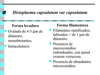 Histoplasma capsulatum var capsulatum 
Forma levadura 
 Ovalada de 4-5 mm de 
diámetro, 
monobrotantes, 
 Intracelulares. 
Forma filamentosa 
 Filamentos ramificados, 
tabicados > de 1 mm de 
diámetro. 
 Presencia de 
macroconidios 
redondeados, con pared 
externa verrucosa. 
 Presencia de abundantes 
microconidios. 
 