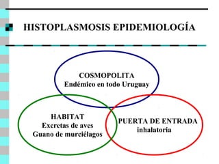 HISTOPLASMOSIS EPIDEMIOLOGÍA 
COSMOPOLITA 
Endémico en todo Uruguay 
PUERTA DE ENTRADA 
inhalatoria 
HABITAT 
Excretas de aves 
Guano de murciélagos 
 
