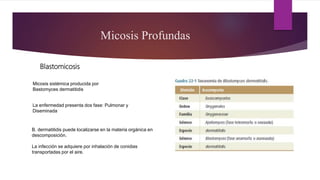 Micosis Profundas
Blastomicosis
Micosis sistémica producida por
Bastomyces dermatitidis
La enfermedad presenta dos fase: Pulmonar y
Diseminada
B. dermatitidis puede localizarse en la materia orgánica en
descomposición.
La infección se adquiere por inhalación de conidias
transportadas por el aire.
 