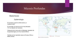 Micosis Profundas
Blastomicosis
Epidemiologia
En humanos: igual en ambos sexos y a
cualquier edad
En animales: los perros son los mas afectados
10:1 en relación con humanos.
Originaria de la cuenca del río Missisippi, alrededor de
los grandes lagos y en el sur-este de EEUU
También se han reportado casos en Europa, África y
Medio Oriente
 