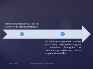 También pueden invadir el oido
externo y la piel traumatizada.

En inmunocompetentes pueden
actuar como un potente alergeno
o
colonizar
bronquios
o
cavidades preexistentes, donde
luego se desarrollan.

 