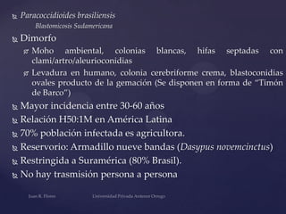 

Paracoccidioides brasiliensis
Blastomicosis Sudamericana



Dimorfo




Moho ambiental, colonias blancas, hifas septadas con
clami/artro/aleurioconidias
Levadura en humano, colonia cerebriforme crema, blastoconidias
ovales producto de la gemación (Se disponen en forma de “Timón
de Barco”)

Mayor incidencia entre 30-60 años
 Relación H50:1M en América Latina
 70% población infectada es agricultora.
 Reservorio: Armadillo nueve bandas (Dasypus novemcinctus)
 Restringida a Suramérica (80% Brasil).
 No hay trasmisión persona a persona


 