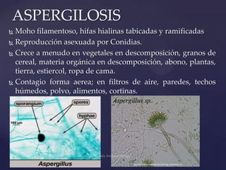 ASPERGILOSIS
Moho filamentoso, hifas hialinas tabicadas y ramificadas
 Reproducción asexuada por Conidias.
 Crece a menudo en vegetales en descomposición, granos de
cereal, materia orgánica en descomposición, abono, plantas,
tierra, estiercol, ropa de cama.
 Contagio forma aerea; en filtros de aire, paredes, techos
húmedos, polvo, alimentos, cortinas.


 