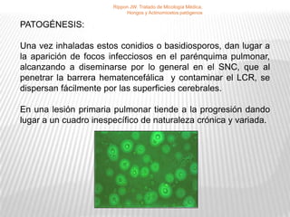 Rippon JW. Tratado de Micología Médica,
                            Hongos y Actinomicetos patógenos

PATOGÉNESIS:

Una vez inhaladas estos conidios o basidiosporos, dan lugar a
la aparición de focos infecciosos en el parénquima pulmonar,
alcanzando a diseminarse por lo general en el SNC, que al
penetrar la barrera hematencefálica y contaminar el LCR, se
dispersan fácilmente por las superficies cerebrales.

En una lesión primaria pulmonar tiende a la progresión dando
lugar a un cuadro inespecífico de naturaleza crónica y variada.
 