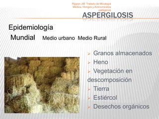 Rippon JW. Tratado de Micología
                   Médica, Hongos y Actinomicetos
                                        patógenos

                           ASPERGILOSIS
Epidemiología
Mundial Medio urbano   Medio Rural

                                Granos almacenados
                                Heno

                                Vegetación en

                               descomposición
                                Tierra

                                Estiércol

                                Desechos orgánicos
 