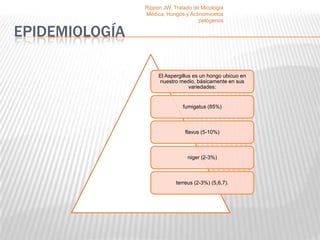 Rippon JW. Tratado de Micología
                Médica, Hongos y Actinomicetos
                                     patógenos

EPIDEMIOLOGÍA

                     El Aspergillus es un hongo ubicuo en
                     nuestro medio, básicamente en sus
                                  variedades:


                               fumigatus (85%)



                               flavus (5-10%)



                                 niger (2-3%)



                            terreus (2-3%) (5,6,7).
 