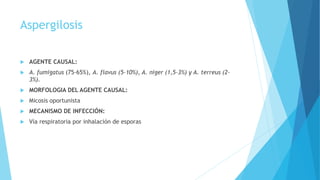 Aspergilosis
 AGENTE CAUSAL:
 A. fumigatus (75-65%), A. flavus (5-10%), A. niger (1,5-3%) y A. terreus (2-
3%).
 MORFOLOGIA DEL AGENTE CAUSAL:
 Micosis oportunista
 MECANISMO DE INFECCIÓN:
 Vía respiratoria por inhalación de esporas
 