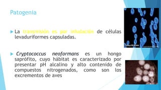 Patogenia
 La transmisión es por inhalación de células
levaduriformes capsuladas.
 Cryptococcus neoformans es un hongo
saprófito, cuyo hábitat es caracterizado por
presentar pH alcalino y alto contenido de
compuestos nitrogenados, como son los
excrementos de aves
 
