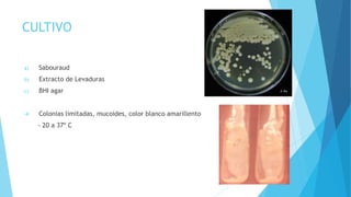 CULTIVO
a) Sabouraud
b) Extracto de Levaduras
c) BHI agar
 Colonias limitadas, mucoides, color blanco amarillento
- 20 a 37º C
 