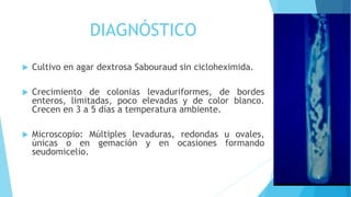 DIAGNÓSTICO
 Cultivo en agar dextrosa Sabouraud sin cicloheximida.
 Crecimiento de colonias levaduriformes, de bordes
enteros, limitadas, poco elevadas y de color blanco.
Crecen en 3 a 5 días a temperatura ambiente.
 Microscopio: Múltiples levaduras, redondas u ovales,
únicas o en gemación y en ocasiones formando
seudomicelio.
 