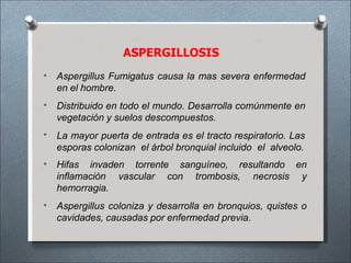 ASPERGILLOSIS
•
•
•
Aspergillus Fumigatus causa la mas severa enfermedad
en el hombre.
Distribuido en todo el mundo. Desarrolla comúnmente en
vegetación y suelos descompuestos.
La mayor puerta de entrada es el tracto respiratorio. Las
esporas colonizan el árbol bronquial incluido el alveolo.
•
•
Hifas invaden torrente sanguíneo, resultando en
inflamación vascular con trombosis, necrosis y
hemorragia.
Aspergillus coloniza y desarrolla en bronquios, quistes o
cavidades, causadas por enfermedad previa.
 