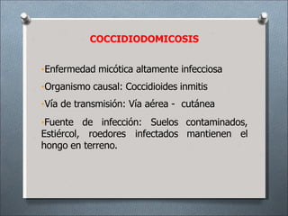 COCCIDIODOMICOSIS
•Enfermedad micótica altamente infecciosa
•Organismo causal: Coccidioides inmitis
•Vía de transmisión: Vía aérea - cutánea
contaminados,
mantienen el
•Fuente de infección: Suelos
Estiércol, roedores infectados
hongo en terreno.
 