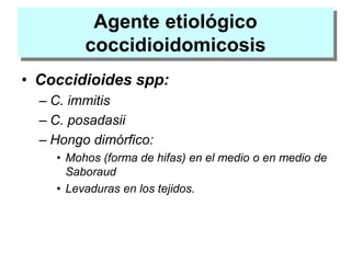 Agente etiológico
coccidioidomicosis
• Coccidioides spp:
– C. immitis
– C. posadasii
– Hongo dimórfico:
• Mohos (forma de hifas) en el medio o en medio de
Saboraud
• Levaduras en los tejidos.
 