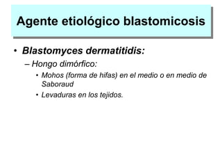 Agente etiológico blastomicosis
• Blastomyces dermatitidis:
– Hongo dimórfico:
• Mohos (forma de hifas) en el medio o en medio de
Saboraud
• Levaduras en los tejidos.
 