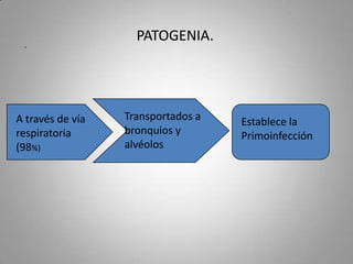 .

A través de vía
respiratoria
(98%)

PATOGENIA.

Transportados a
bronquios y
alvéolos

Establece la
Primoinfección

 