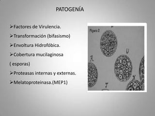 PATOGENÍA
Factores de Virulencia.
Transformación (bifasismo)
Envoltura Hidrofóbica.
Cobertura mucilaginosa
( esporas)
Proteasas internas y externas.
Melatoproteinasa.(MEP1)

 