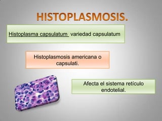 Histoplasma capsulatum variedad capsulatum

Histoplasmosis americana o
capsulati.

Afecta el sistema retículo
endotelial.

 