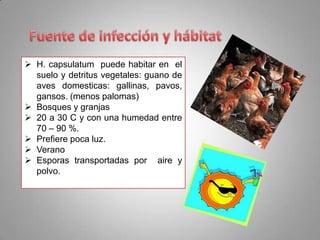  H. capsulatum puede habitar en el
suelo y detritus vegetales: guano de
aves domesticas: gallinas, pavos,
gansos. (menos palomas)
 Bosques y granjas
 20 a 30 C y con una humedad entre
70 – 90 %.
 Prefiere poca luz.
 Verano
 Esporas transportadas por aire y
polvo.

 