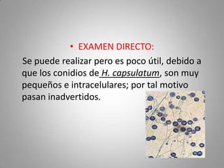 • EXAMEN DIRECTO:
Se puede realizar pero es poco útil, debido a
que los conidios de H. capsulatum, son muy
pequeños e intracelulares; por tal motivo
pasan inadvertidos.

 