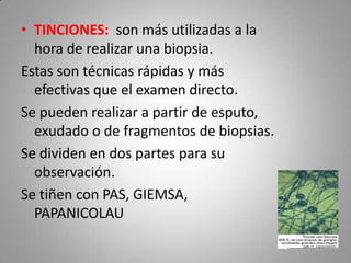 • TINCIONES: son más utilizadas a la
hora de realizar una biopsia.
Estas son técnicas rápidas y más
efectivas que el examen directo.
Se pueden realizar a partir de esputo,
exudado o de fragmentos de biopsias.
Se dividen en dos partes para su
observación.
Se tiñen con PAS, GIEMSA,
PAPANICOLAU

 