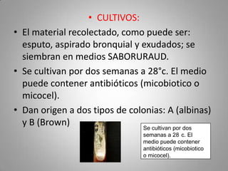 • CULTIVOS:
• El material recolectado, como puede ser:
esputo, aspirado bronquial y exudados; se
siembran en medios SABORURAUD.
• Se cultivan por dos semanas a 28°c. El medio
puede contener antibióticos (micobiotico o
micocel).
• Dan origen a dos tipos de colonias: A (albinas)
y B (Brown)
Se cultivan por dos
semanas a 28 c. El
medio puede contener
antibióticos (micobiotico
o micocel).

 