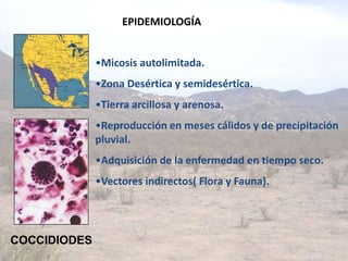 EPIDEMIOLOGÍA

•Micosis autolimitada.
•Zona Desértica y semidesértica.
•Tierra arcillosa y arenosa.

•Reproducción en meses cálidos y de precipitación
pluvial.
•Adquisición de la enfermedad en tiempo seco.
•Vectores indirectos( Flora y Fauna).

COCCIDIODES

 