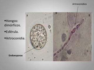 Artroconidios

Hongos:
dimórficos.

Esférula.
Artroconidia.

Endoesporas

 