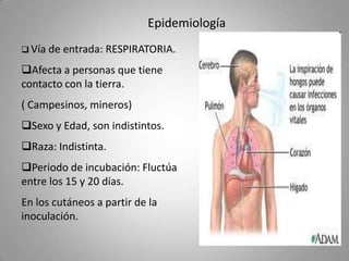 Epidemiología
 Vía

de entrada: RESPIRATORIA.

Afecta a personas que tiene
contacto con la tierra.
( Campesinos, mineros)
Sexo y Edad, son indistintos.

Raza: Indistinta.
Periodo de incubación: Fluctúa
entre los 15 y 20 días.

En los cutáneos a partir de la
inoculación.

 