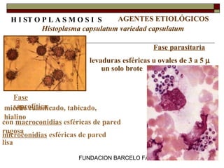 FUNDACION BARCELO FACULTAD DE MEDICINA
un solo brote
microconidias esféricas de pared
lisa
H I ST O P L A S M O S I S AGENTES ETIOLÓGICOS
Histoplasma capsulatum variedad capsulatum
Fase
saprofíticamicelio ramificado, tabicado,
hialino
con macroconidias esféricas de pared
rugosa
Fase parasitaria
levaduras esféricas u ovales de 3 a 5 µ
 
