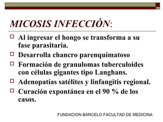 FUNDACION BARCELO FACULTAD DE MEDICINA
MICOSIS INFECCIÓN:
 Al ingresar el hongo se transforma a su
fase parasitaria.
 Desarrolla chancro parenquimatoso
 Formación de granulomas tuberculoides
con células gigantes tipo Langhans.
 Adenopatías satélites y linfangitis regional.
 Curación expontánea en el 90 % de los
casos.
 
