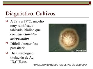 FUNDACION BARCELO FACULTAD DE MEDICINA
Diagnóstico. Cultivos
 A 28 y a 37°C: micelio
muy ramificado
tabicado, hialino que
contiene clamida-
artroconidos
 Difícil obtener fase
parasitaria.
 Diag.serológico:
titulación de Ac.
ID,CIE,etc.
 