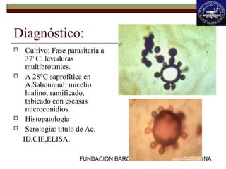 FUNDACION BARCELO FACULTAD DE MEDICINA
Diagnóstico:
 Cultivo: Fase parasitaria a
37°C: levaduras
multibrotantes.
 A 28°C saprofítica en
A.Sabouraud: micelio
hialino, ramificado,
tabicado con escasas
microconidios.
 Histopatología
 Serologia: título de Ac.
ID,CIE,ELISA.
 