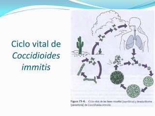 Ciclo vital de Coccidioides immitis  