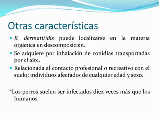 Otras características 
B. dermatitidis puede localizarse en la materia orgánica en descomposición. 
Se adquiere por inhalación de conidias transportadas por el aire. 
Relacionada al contacto profesional o recreativo con el suelo; individuos afectados de cualquier edad y sexo. 
*Los perros suelen ser infectados diez veces más que los humanos.  