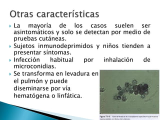  La mayoría de los casos suelen ser
asintomáticos y solo se detectan por medio de
pruebas cutáneas.
 Sujetos inmunodeprimidos y niños tienden a
presentar síntomas.
 Infección habitual por inhalación de
microconidias.
 Se transforma en levadura en
el pulmón y puede
diseminarse por vía
hematógena o linfática.
 