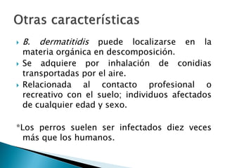  B. dermatitidis puede localizarse en la
materia orgánica en descomposición.
 Se adquiere por inhalación de conidias
transportadas por el aire.
 Relacionada al contacto profesional o
recreativo con el suelo; individuos afectados
de cualquier edad y sexo.
*Los perros suelen ser infectados diez veces
más que los humanos.
 