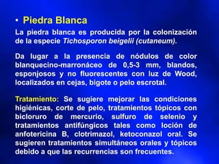 • Piedra Blanca
La piedra blanca es producida por la colonización
de la especie Tichosporon beigelii (cutaneum).
Da lugar a la presencia de nódulos de color
blanquecino-marronáceo de 0,5-3 mm, blandos,
esponjosos y no fluorescentes con luz de Wood,
localizados en cejas, bigote o pelo escrotal.
Tratamiento: Se sugiere mejorar las condiciones
higiénicas, corte de pelo, tratamientos tópicos con
bicloruro de mercurio, sulfuro de selenio y
tratamientos antifúngicos tales como loción de
anfotericina B, clotrimazol, ketoconazol oral. Se
sugieren tratamientos simultáneos orales y tópicos
debido a que las recurrencias son frecuentes.
 