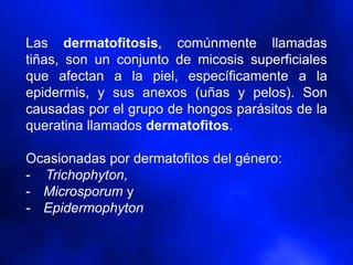 Las dermatofitosis, comúnmente llamadas
tiñas, son un conjunto de micosis superficiales
que afectan a la piel, específicamente a la
epidermis, y sus anexos (uñas y pelos). Son
causadas por el grupo de hongos parásitos de la
queratina llamados dermatofitos.
Ocasionadas por dermatofitos del género:
- Trichophyton,
- Microsporum y
- Epidermophyton
 
