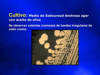 Cultivo: Medio de Sabouraud dextrosa agar
con aceite de oliva
Se observan colonias cremosas de bordes irregulares de
color crema.
 