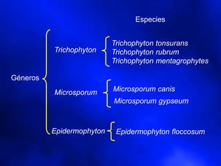Géneros
Trichophyton
Microsporum
Epidermophyton
Microsporum canis
Trichophyton tonsurans
Trichophyton rubrum
Trichophyton mentagrophytes
Epidermophyton floccosum
Microsporum gypseum
Especies
 