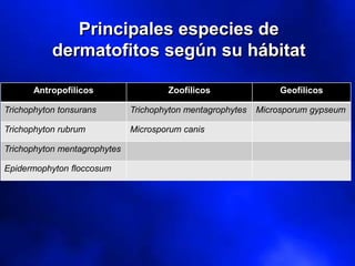 Principales especies de
dermatofitos según su hábitat
Antropofílicos Zoofílicos Geofílicos
Trichophyton tonsurans Trichophyton mentagrophytes Microsporum gypseum
Trichophyton rubrum Microsporum canis
Trichophyton mentagrophytes
Epidermophyton floccosum
 
