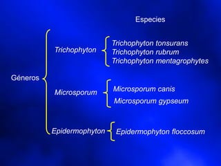 Géneros
Trichophyton
Microsporum
Epidermophyton
Microsporum canis
Trichophyton tonsurans
Trichophyton rubrum
Trichophyton mentagrophytes
Epidermophyton floccosum
Microsporum gypseum
Especies
 