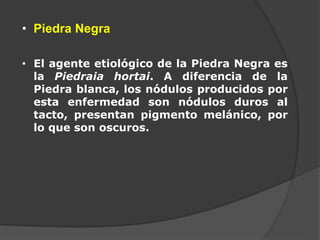 • Piedra Negra
• El agente etiológico de la Piedra Negra es
la Piedraia hortai. A diferencia de la
Piedra blanca, los nódulos producidos por
esta enfermedad son nódulos duros al
tacto, presentan pigmento melánico, por
lo que son oscuros.
 