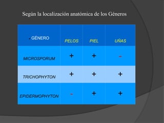 GÉNERO
PELOS PIEL UÑAS
MICROSPORUM + + -
TRICHOPHYTON + + +
EPIDERMOPHYTON - + +
Según la localización anatómica de los Géneros
 