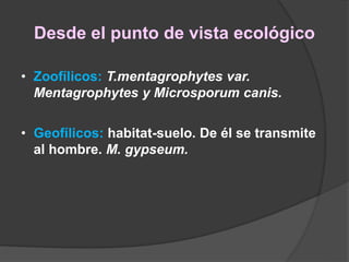• Zoofílicos: T.mentagrophytes var.
Mentagrophytes y Microsporum canis.
• Geofílicos: habitat-suelo. De él se transmite
al hombre. M. gypseum.
Desde el punto de vista ecológico
 