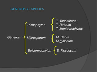 Géneros
Trichophyton
Microsporum
Epidermophyton
M. Canis
M.gypseum
T. Tonasurans
T. Rubrum
T. Mentagrophytes
E. Floccosum
GÉNEROS Y ESPECIES
 